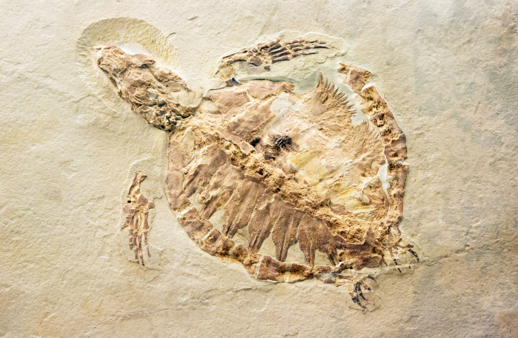 How Fossils Form ☠️
