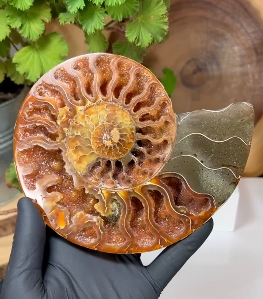 Ammonite