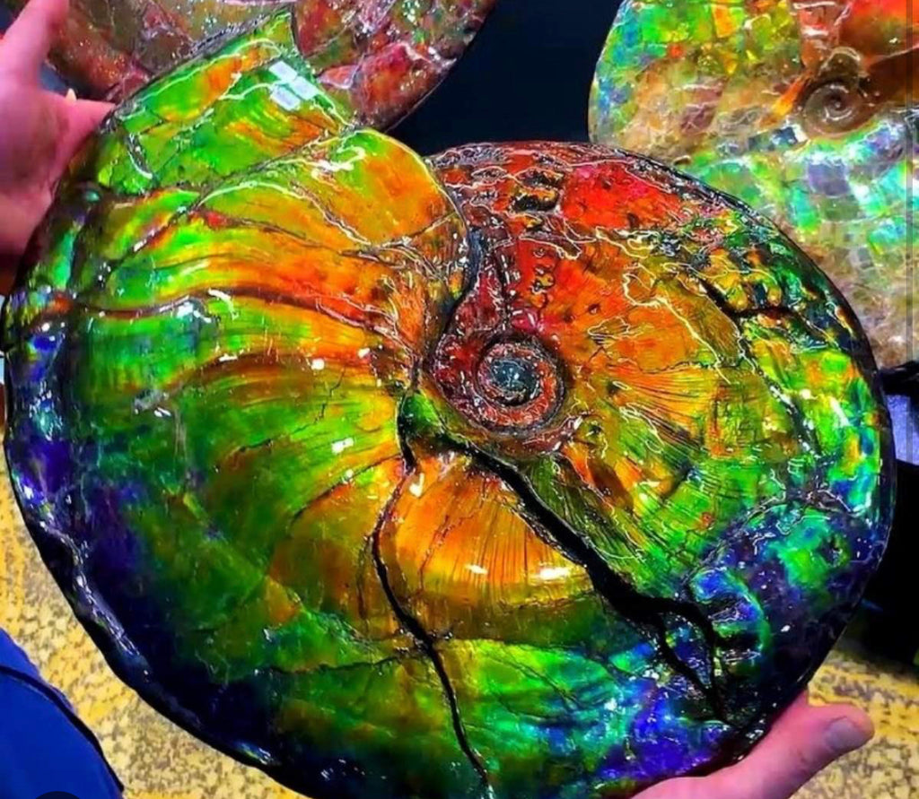 Ammolite - Rare and Beautiful