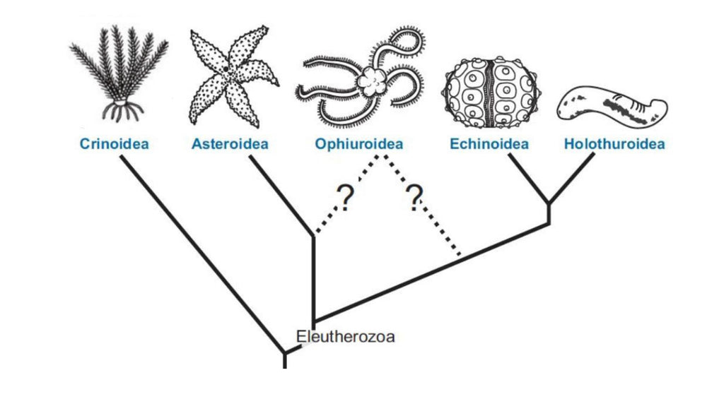 Crinoids