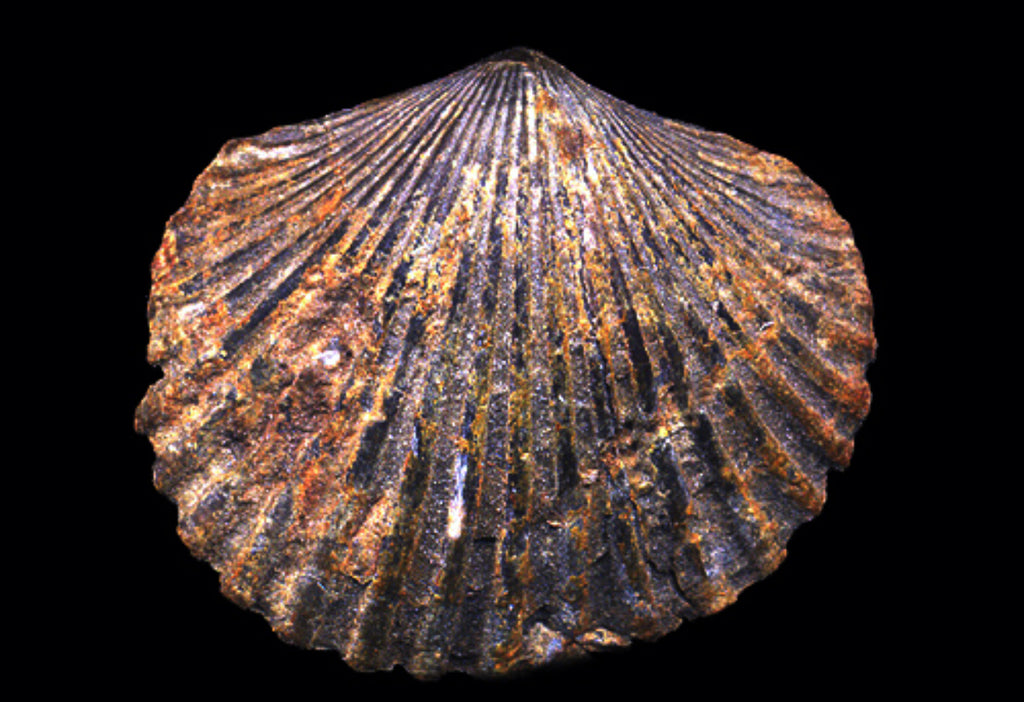 Fossils of Maine 2