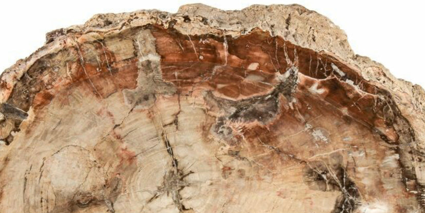 Petrified Wood