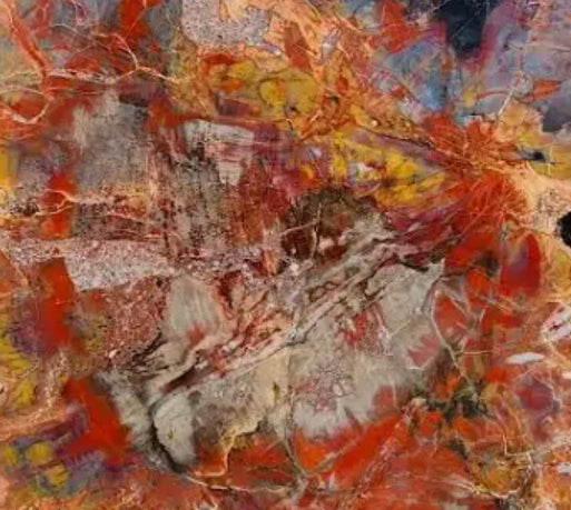 Petrified Wood: Rainbow Wood Arizona