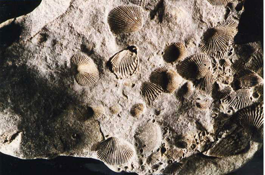 Fossils of Maine