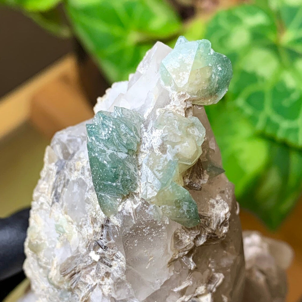 
                  
                    Load image into Gallery viewer, Terminated Smoky Quartz w/ Fluorescent Bicolor Green Apatite Crystals and Muscovite Mica from Governor do Valedaries, Minas Gerais, Brazil
                  
                