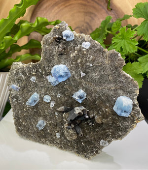 
                  
                    Load image into Gallery viewer, Blue Fluorite Crystals with Smoky Quartz in Matrix - Natural Beautiful Display Piece Perfect for Mineral Collectors + Metaphysical Use SALE
                  
                