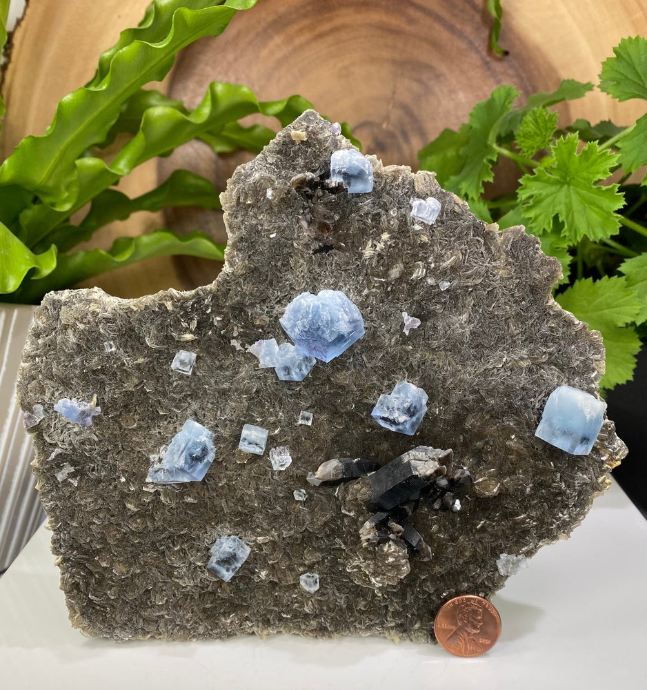 
                  
                    Load image into Gallery viewer, Blue Fluorite Crystals with Smoky Quartz in Matrix - Natural Beautiful Display Piece Perfect for Mineral Collectors + Metaphysical Use SALE
                  
                