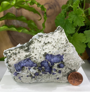 
                  
                    Load image into Gallery viewer, Zoned Purple Fluorite Crystals with Epidote and Bladed White Calcite - Natural Fluorescent Collectors Palm Size Mineral Display Piece
                  
                