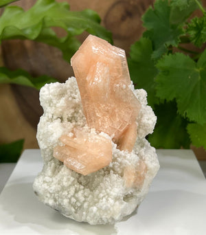 
                  
                    Load image into Gallery viewer, Peach Stilbite Crystals w/ Druzy White Chalcedony from Nashik, India - Natural Display Piece Perfect for Mineral Collections + Metaphysics
                  
                