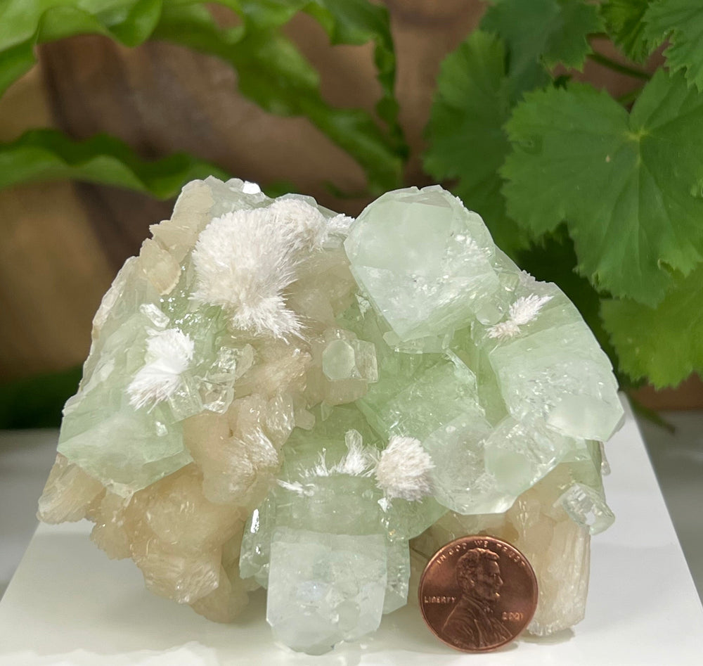 
                  
                    Load image into Gallery viewer, Green Apophyllite with Stilbite Crystals and Mordenite  from Nashik, India - Natural Perfect for Mineral Collections + Metaphysical Healing
                  
                