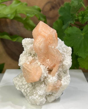 
                  
                    Load image into Gallery viewer, Peach Stilbite Crystals w/ Druzy White Chalcedony from Nashik, India - Natural Display Piece Perfect for Mineral Collections + Metaphysics
                  
                
