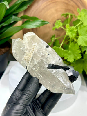 
                  
                    Load image into Gallery viewer, Black Tourmaline on Double Terminated Quartz Crystal with Micro Garnets, Cookeite, and Unique Natural Etchings from Minas Gerais, Brazil
                  
                