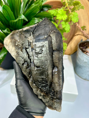 
                  
                    Load image into Gallery viewer, Black Skeletal Smoky Quartz with Etched Crystal Faces from Minas Gerais, Brazil - Perfect for Mineral Collections and Healing - 20% OFF SALE
                  
                