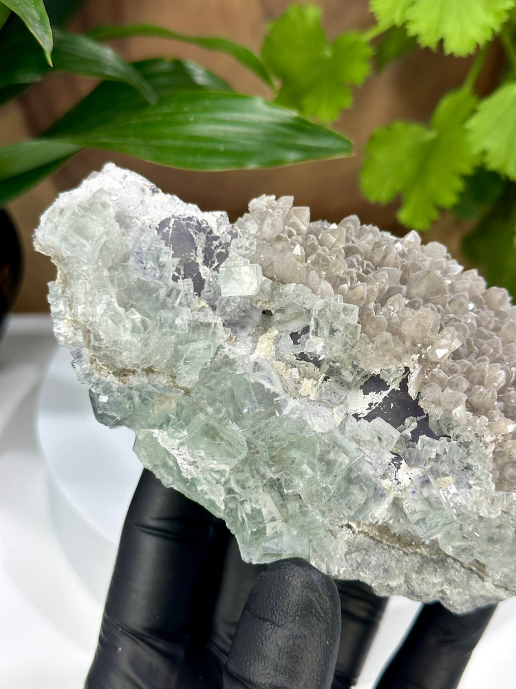 
                  
                    Load image into Gallery viewer, Glassy Green Cubic Fluorite Crystals w/ Octahedral Fluorite and Smoky Quartz from The Xianghualing Mine - Natural Mineral Display Piece SALE
                  
                