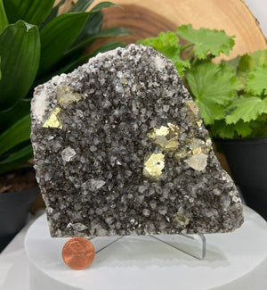 
                  
                    Load image into Gallery viewer, Included Calcite Crystals w/ Clear Calcite + Golden Pyrite in Matrix, Inner Mongolia - Natural Mineral Display Piece Perfect for Collectors
                  
                