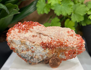 
                  
                    Load image into Gallery viewer, Vanadinite Crystals Clustered in Matrix from Mibladen, Morocco - Natural Mineral Display Piece Perfect for Collectors and Metaphysical Use
                  
                